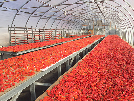 Drying Hot Peppers