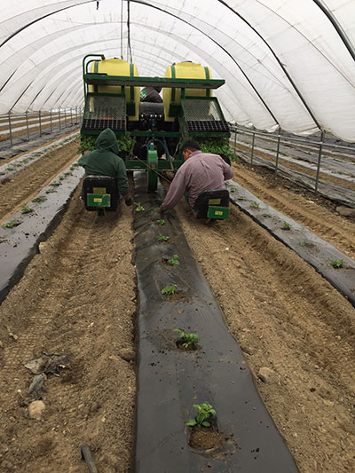 Planting Lettuce in the Tunnels