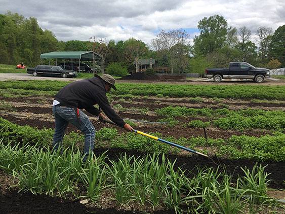 Mulching Perennial Herb Garden