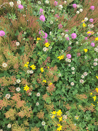 Clover and Native Plants as Cover Crop