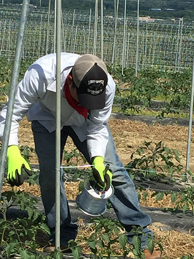 Rolling Out Wire to Attach Trellises