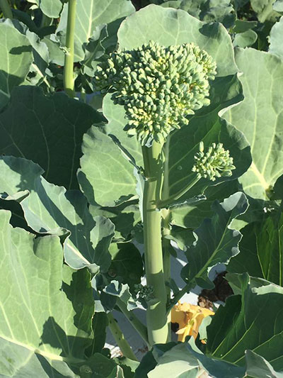 Happy Rich Broccoli