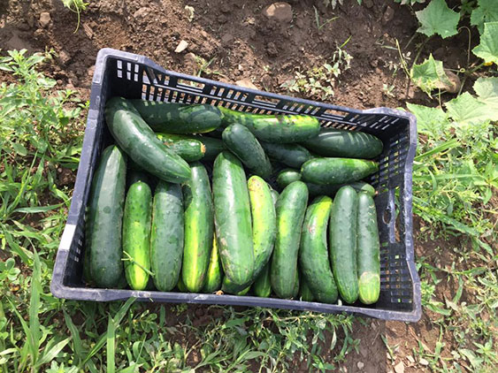 Cukes Coming Out of the Field