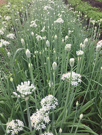 Garlic Chive Flowers