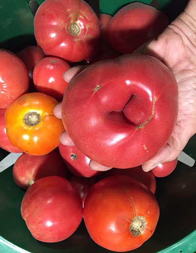 Heirloom Tomatoes