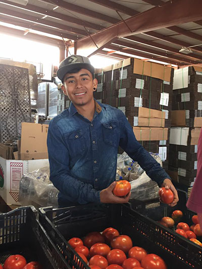 packing tomatoes