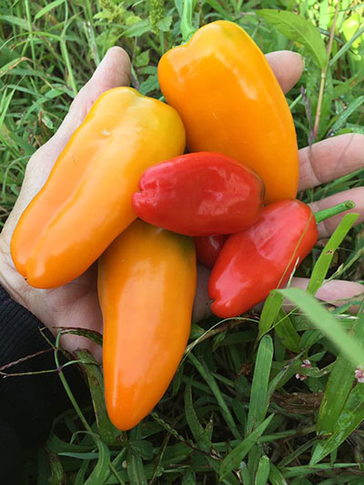 Mini Lunch Box Sweet Peppers