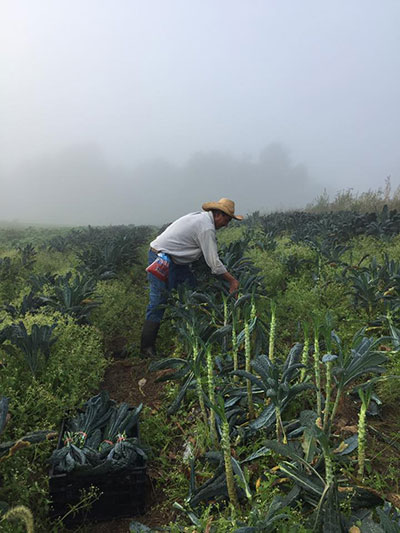 Harvesting Lacinato Kale