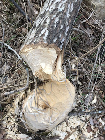 tree cut by beaver