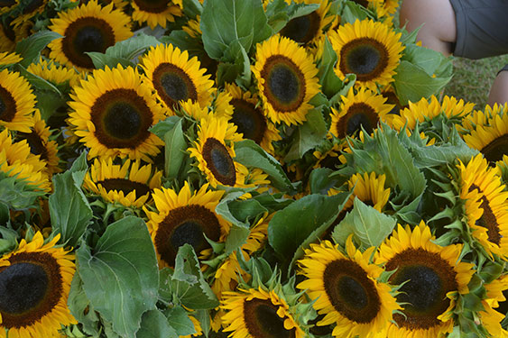 Sunflowers at the market
