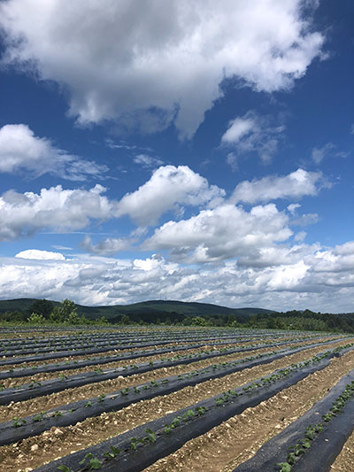 blue skies over produce field