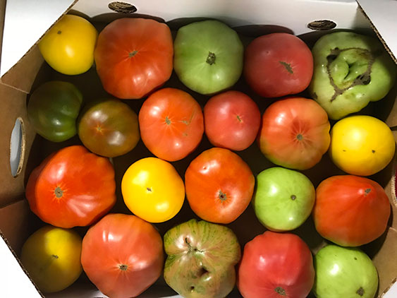 tomatoes for market in box