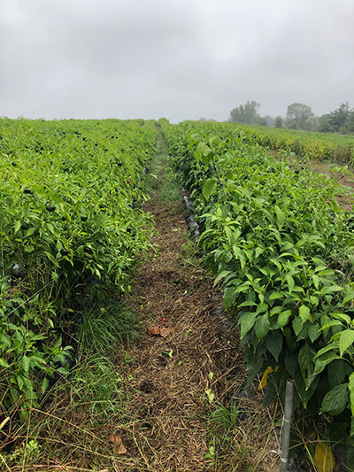 Pepper field 
