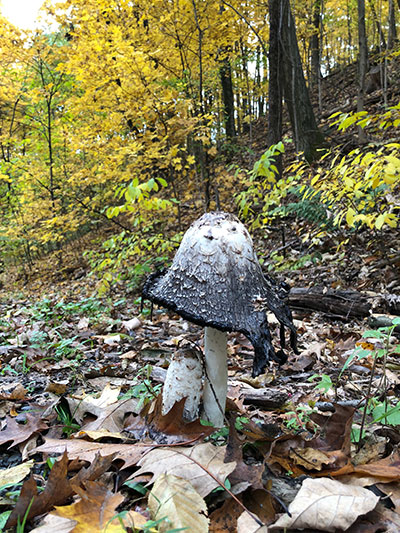 Fall Mushroom in Woods