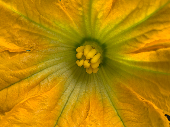zuke flower