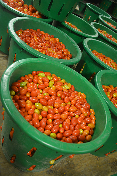tomatoes in buckets