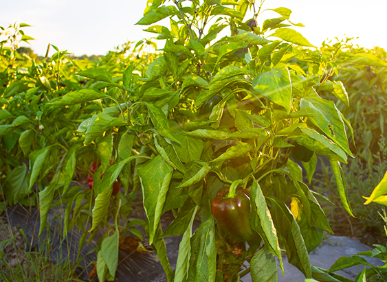 peppers on vine