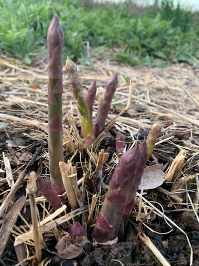 asparagus coming out of ground