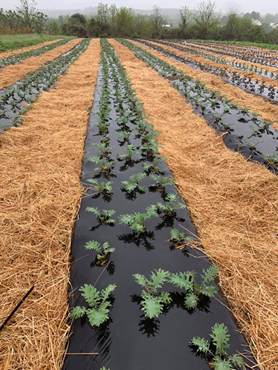 russian kale rows