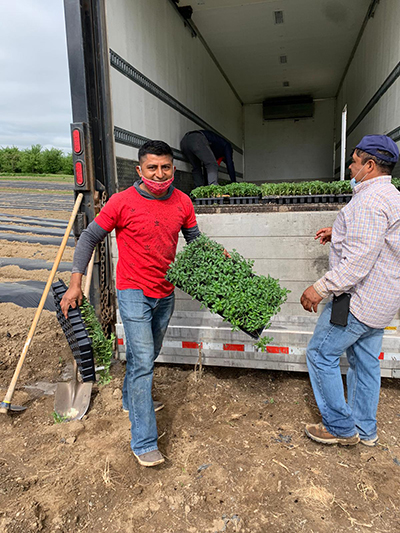 Getting seedlings off the truck