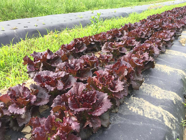 red lettuce in field