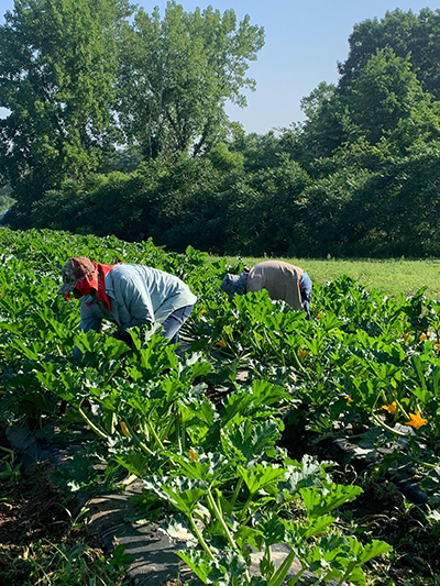 men picking zucchini