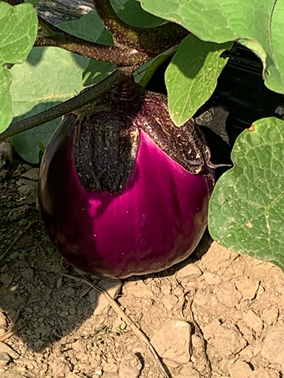 Barbarella eggplant