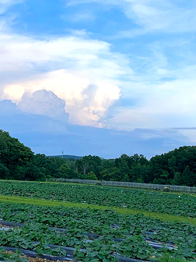 clouds over plant field