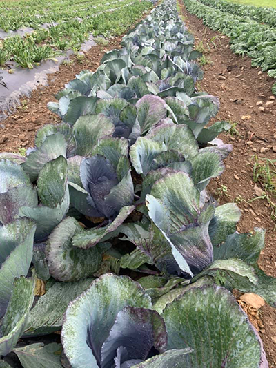 mini red cabbages