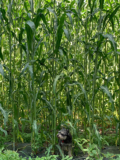 Dog in corn field