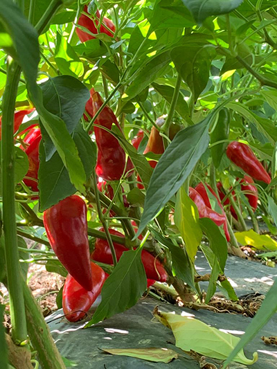 hot peppers in ground