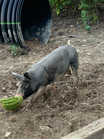 pig eating melon