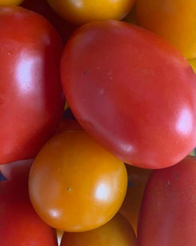 mini roma tomatoes