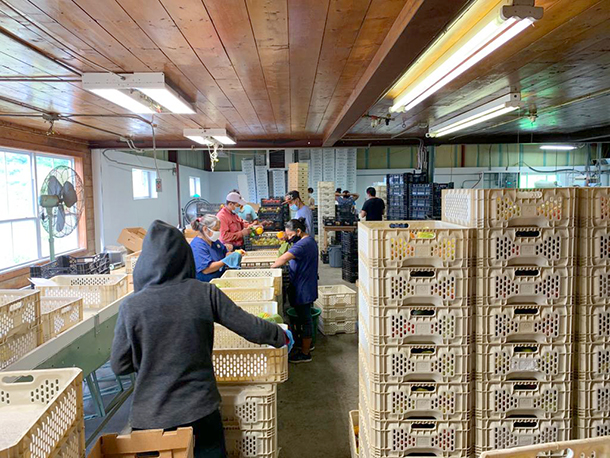 packing our produce