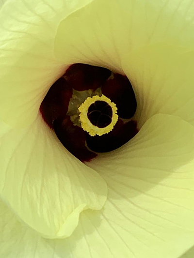 zoom in on okra flower