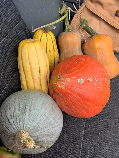 freshly picked gourds