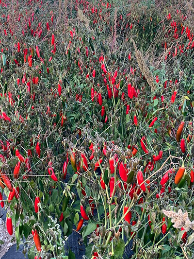 hot peppers in field