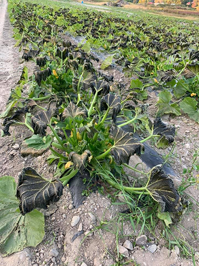 squash plants that have been hit by frost