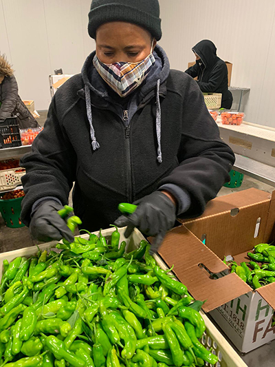 person sorting peppers