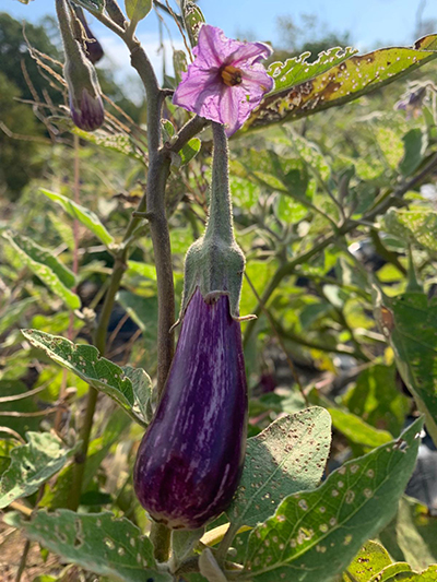 fairytale eggplant with flower