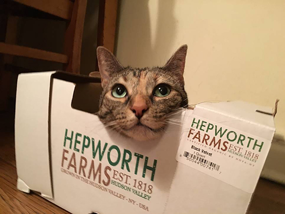 cat in farm box