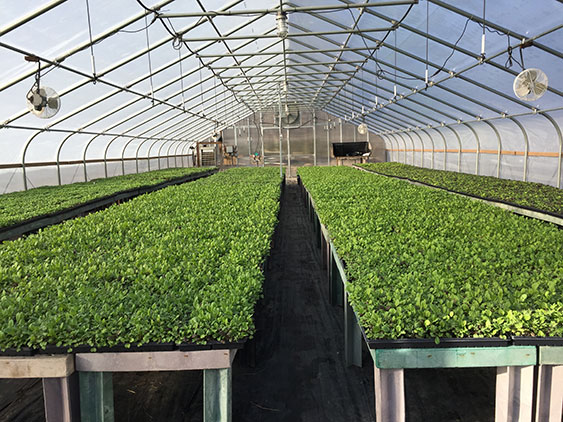 Micro Greens in Greenhouse