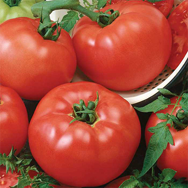 brandymaster red tomato