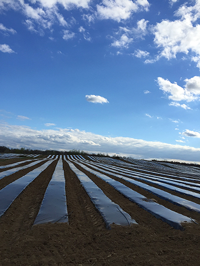 Field with plastic covered rows