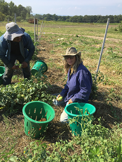 Amy Scouting Tomatoes