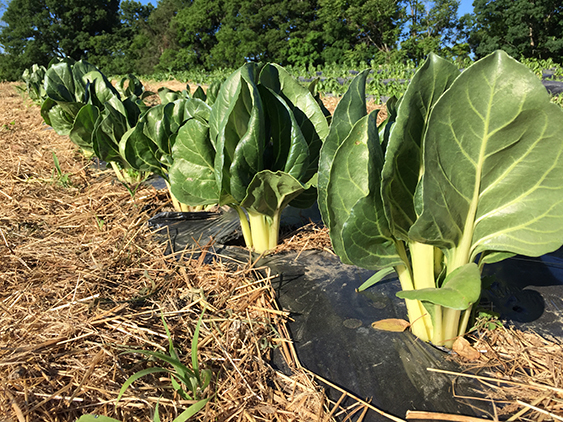 Barese Swiss Chard