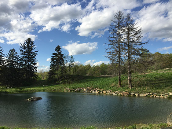 Homemade Pond