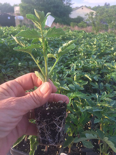 Small Tomato Plant