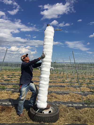 Cherry Tomato Trellises