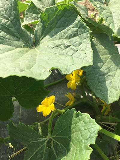 Cucumber Flowers